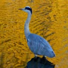 heron